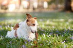 Un Jack Russell allongé dans un jardin
