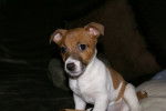 Caporal bébé - Jack Russell Mâle