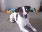 cacou - Jack Russell Mâle (1 an)