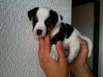 Gaufrette - Jack Russell Femelle (2 mois)