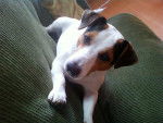 Boss - Jack Russell Mâle (4 ans)