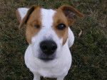 Wood - Jack Russell Mâle (4 ans)