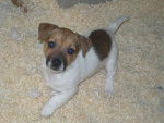 Gribouille - Jack Russell Femelle (10 mois)