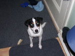 Charlotte - Jack Russell Femelle (1 an)