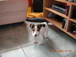 achille - Jack Russell Mâle (2 mois)