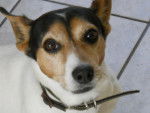 Filou 2 - Jack Russell Mâle (10 ans)