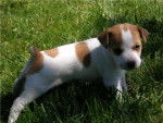 Samy - Jack Russell Mâle (2 mois)