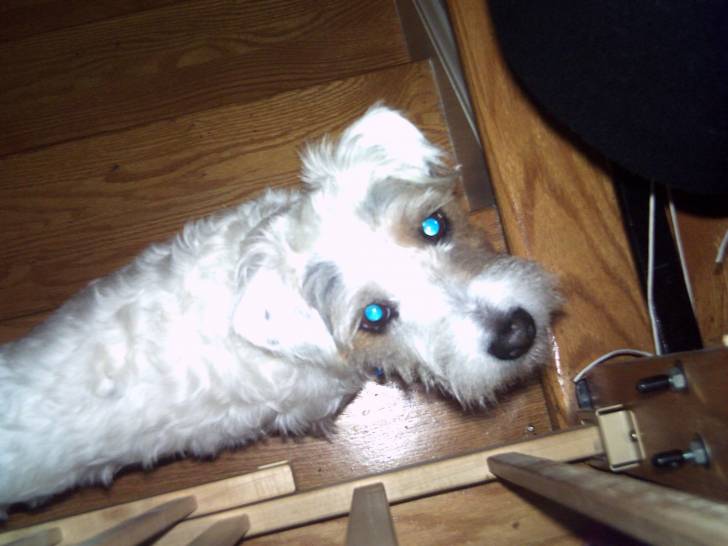 Scruffy - Jack Russell Mâle (4 ans)