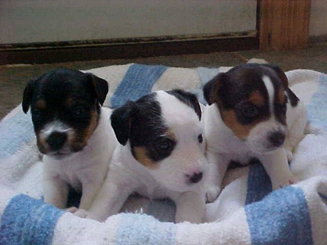Mabbel, Dipper, and Sassy! - Jack Russell Mâle (1 mois)