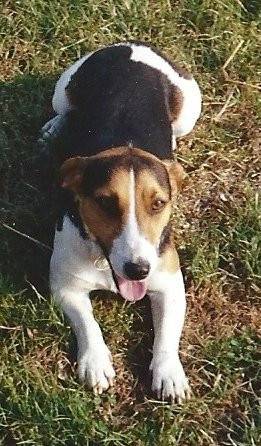 youki - Jack Russell Mâle (Autre)