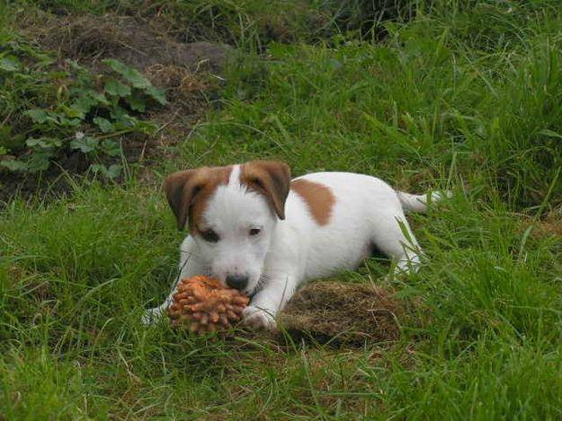 mily - Jack Russell Femelle (2 mois)