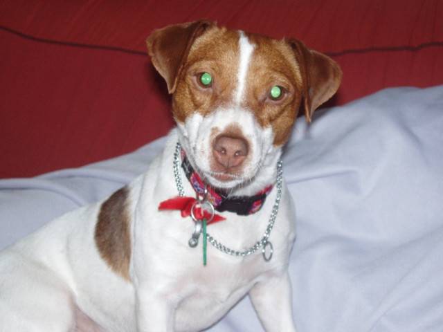 fleur - Jack Russell Femelle (3 ans)