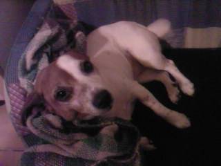 Euridice - Jack Russell Femelle (9 ans)