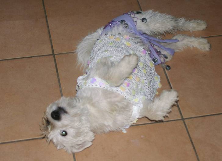 chipie déguisé - Jack Russell Femelle (2 ans)