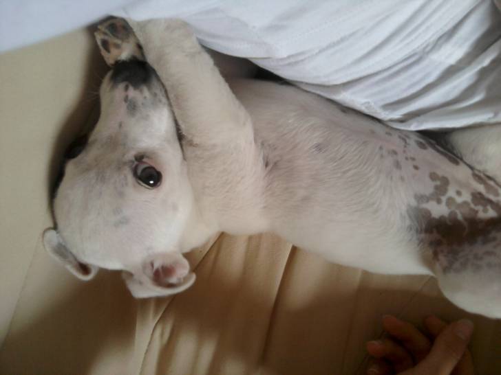 Gipsy - Jack Russell Femelle (2 ans)