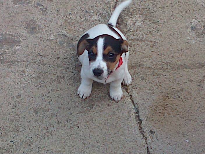 Maisie - Jack Russell Femelle (9 mois)