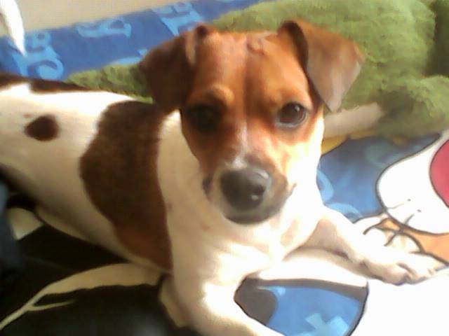 Nena - Jack Russell Femelle (3 ans)