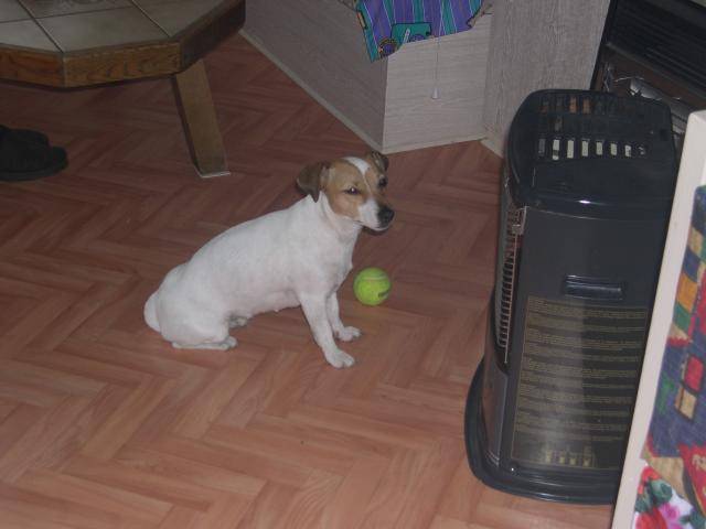 Jack Russell Terrier /Princess - Jack Russell