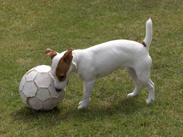 jack Russell atlantis - Jack Russell