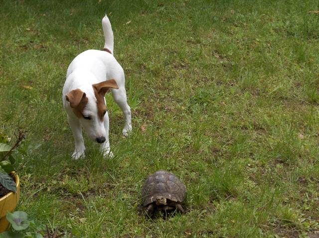 Jack Russell Atlantis - Jack Russell