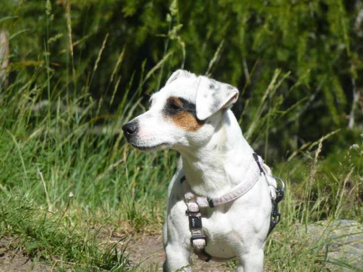 Dolly - Jack Russell Femelle (1 an)
