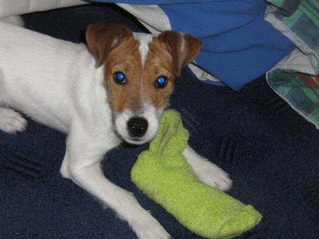 jack russell - Jack Russell