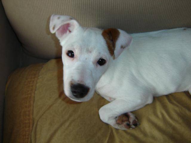 Jack Russell - Archie - Jack Russell