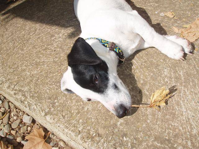 jack russell COSMO - Jack Russell