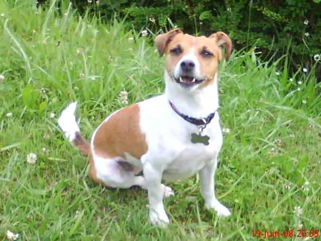 Jack Russell - SHIVA - Jack Russell