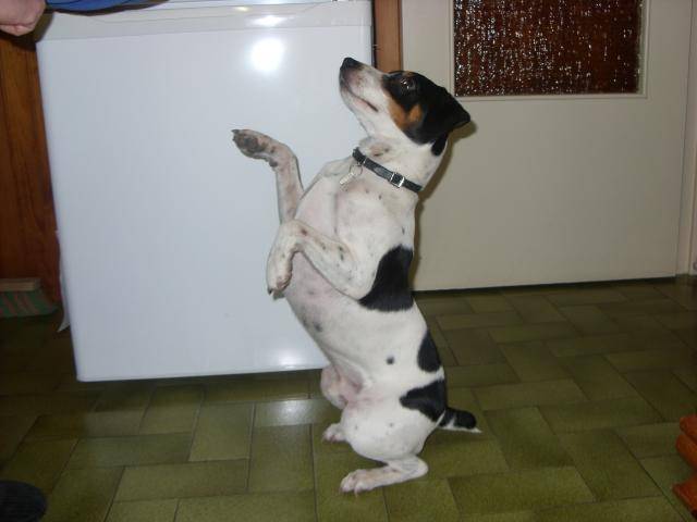 jack russell bidule - Jack Russell