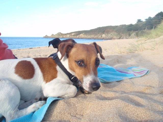 jack russell fitzy - Jack Russell