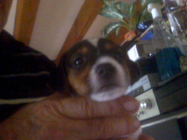 JACK RUSSELL - Jack Russell