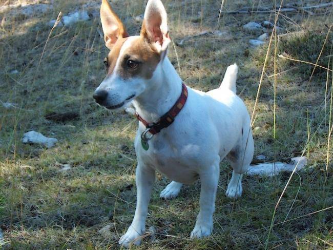 Cannelle en sortie - Jack Russell