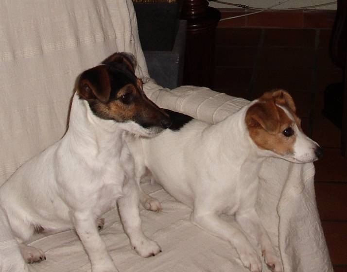 EYKA ET JYPSIE JANVIER 2016 - Jack Russell