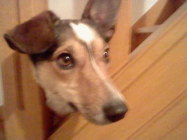 Nalah - Jack Russell Femelle (1 an)