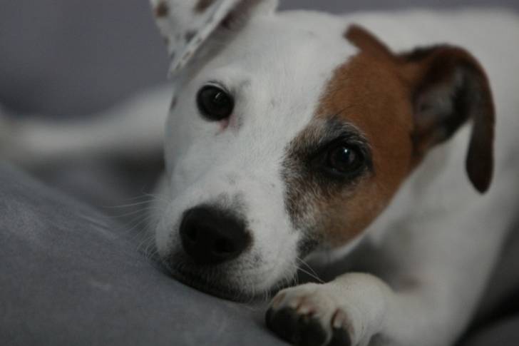 Un Jack Russell allongé sur un canapé