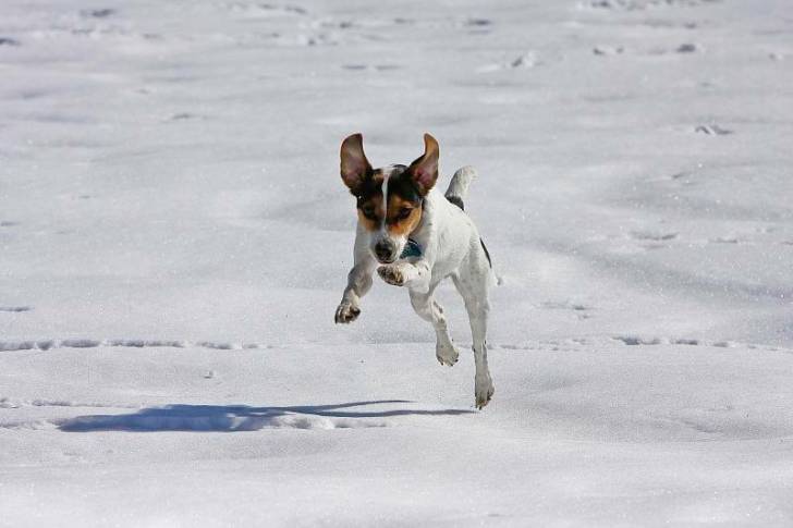 Photo Jack Russell