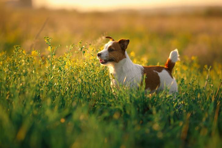 Un Jack Russell en train de se promener en campagne