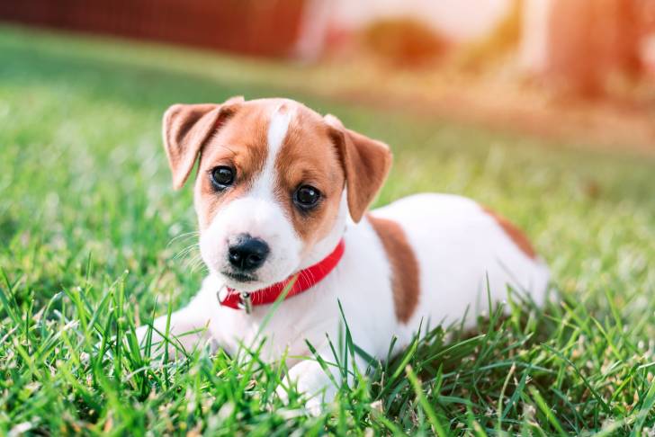 Un chiot Jack Russell qui porte un collier rouge