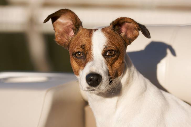 Photo Jack Russell