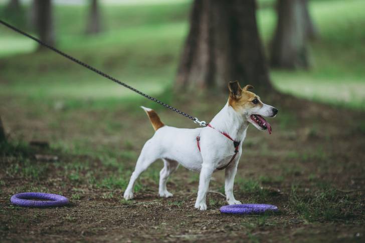 Un Jack Russell qui tire sur sa laisse