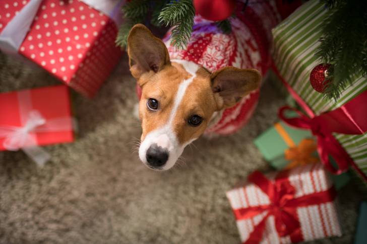 Un Jack Russell se tient au milieu de plusieurs paquets cadeaux