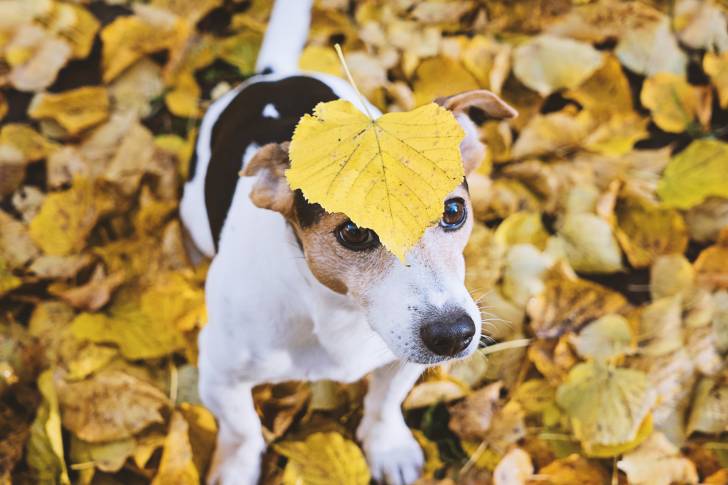Un Jack Russell avec une feuille jaune posée sur la tête