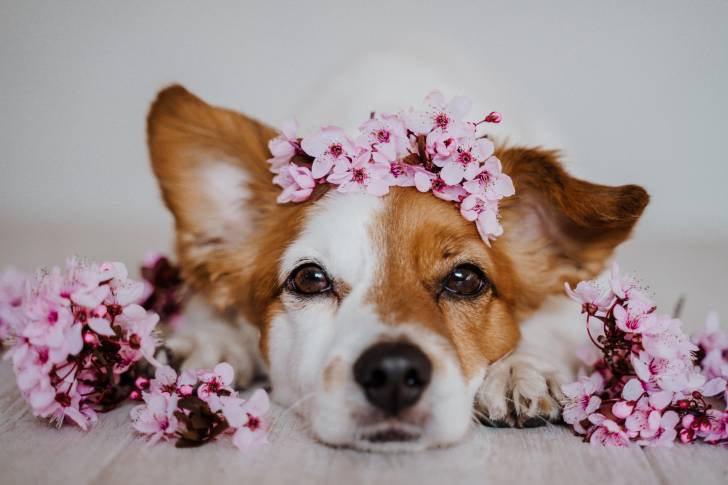 Un Jack Russell allongé avec des fleurs