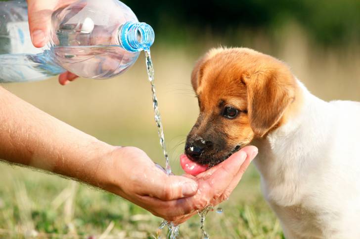 Un Jack Russell en train de boire de l'eau
