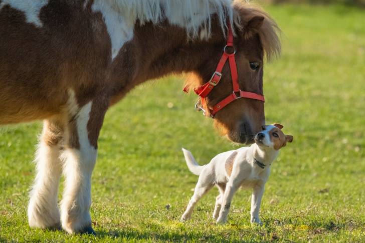 Un poney donnant un léger coup de tête à un Jack Russell