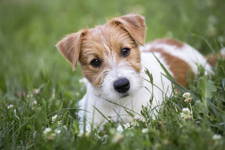 Un Jack Russell allongé sur un terrain herbeux et regardant vers la caméra