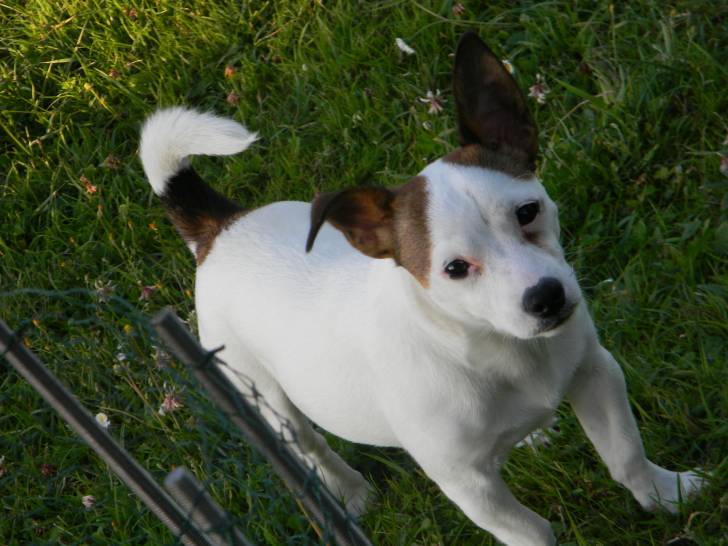 Cookie - Jack Russell Femelle (3 ans)
