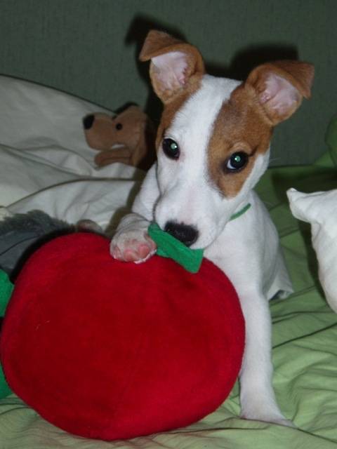 Jiska - Jack Russell