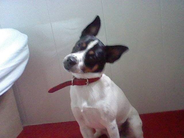 Jack - Jack Russell Mâle (2 ans)